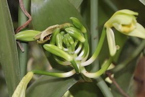 Befruchtete Blüte